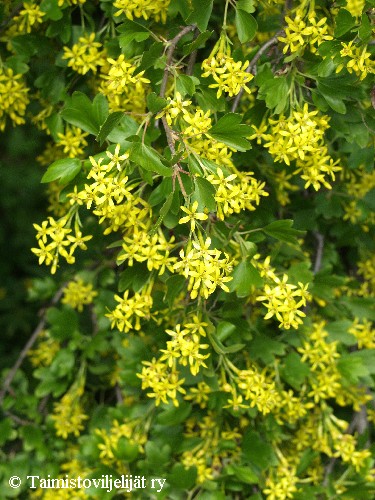 Ribes aureum